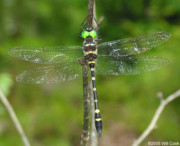 Georgia River Cruiser (Macromia illinoiensis georgina)