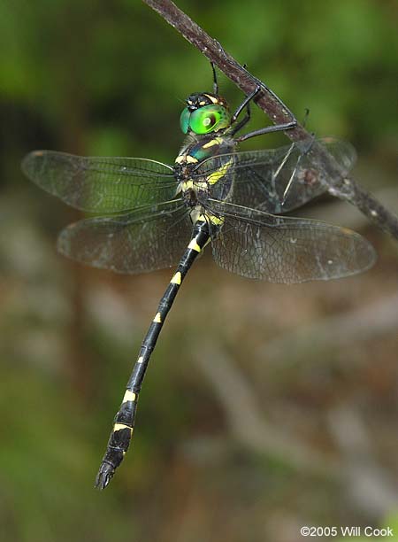 Georgia River Cruiser (Macromia illinoiensis georgina)