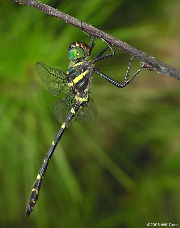 Georgia River Cruiser (Macromia illinoiensis georgina)