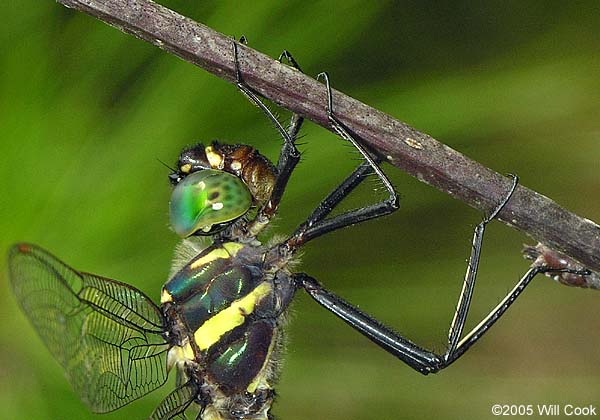 Georgia River Cruiser (Macromia illinoiensis georgina)