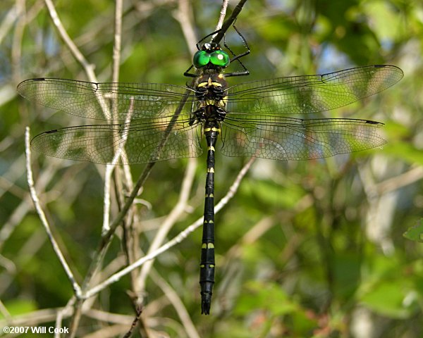 Royal River Cruiser (Macromia taeniolata)