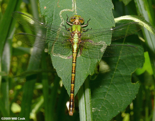 Rusty Snaketail (Ophiogomphus rupinsulensis)