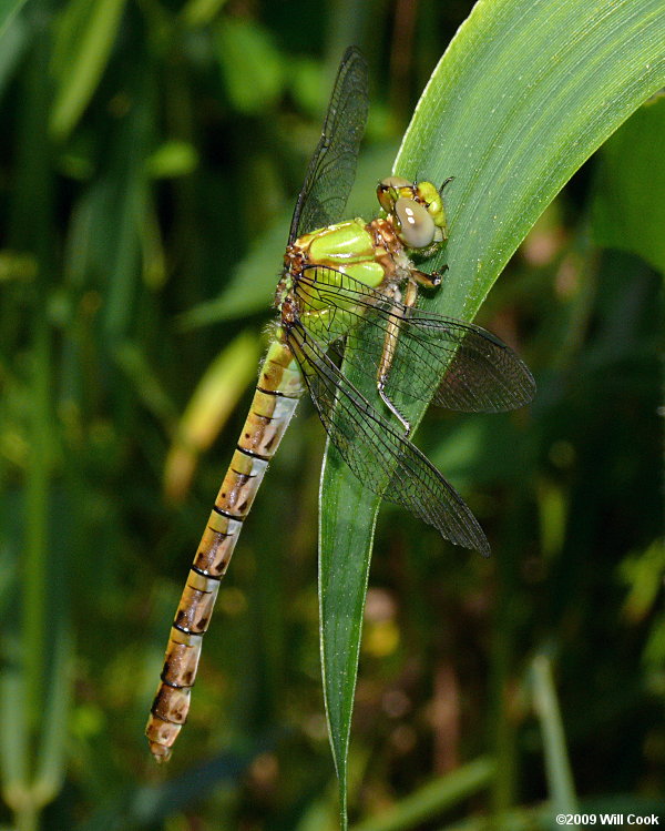 Rusty Snaketail (Ophiogomphus rupinsulensis)