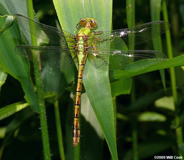 Rusty Snaketail (Ophiogomphus rupinsulensis)