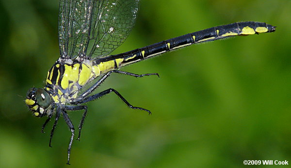 Sable Clubtail (Gomphus rogersi)