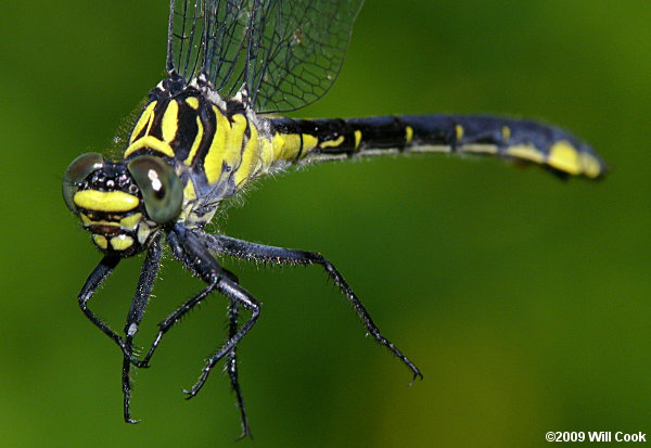 Sable Clubtail (Gomphus rogersi)