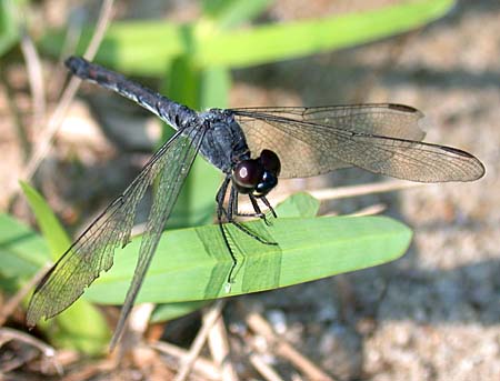 Seaside Dragonlet (Erythrodiplax berenice)