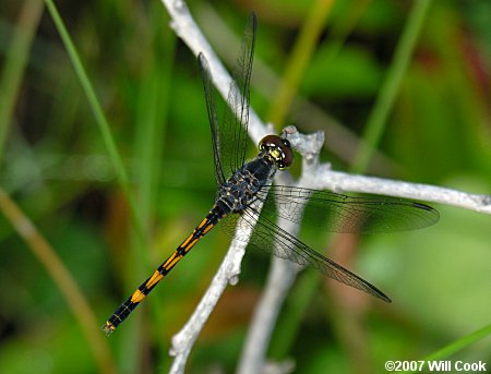 Seaside Dragonlet (Erythrodiplax berenice)