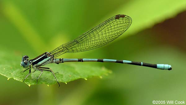 Seepage Dancer (Argia bipunctulata)