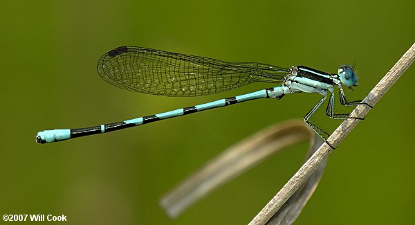 Seepage Dancer (Argia bipunctulata)