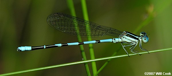 Seepage Dancer (Argia bipunctulata)