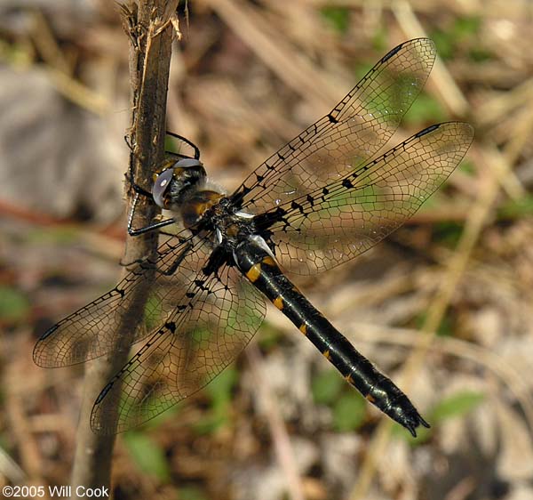 Selys's Sundragon (Helocordulia selysii)