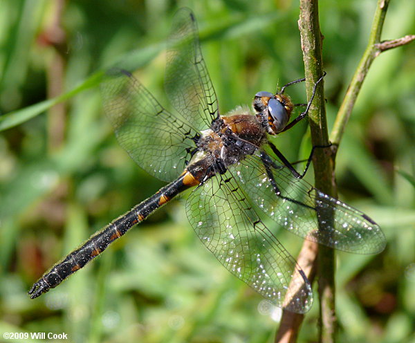 Selys's Sundragon (Helocordulia selysii)