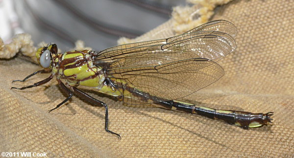 Septima's Clubtail (Gomphus septima)