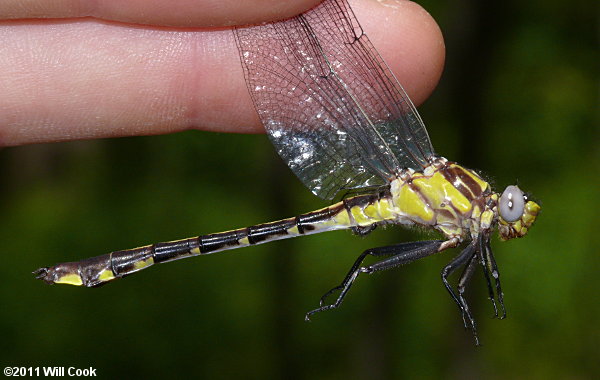 Septima's Clubtail (Gomphus septima)