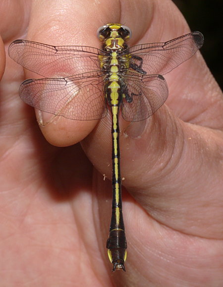 Septima's Clubtail (Gomphus septima)