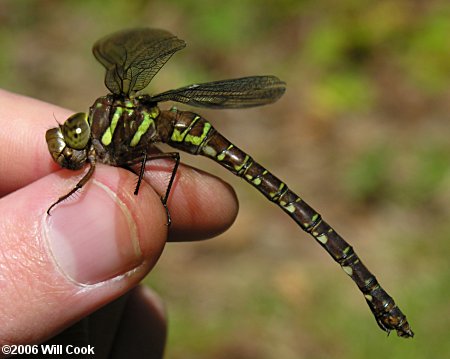 Shadow Darner (Aeshna umbrosa)