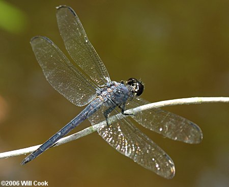 Slaty Skimmer (Libellula incesta)