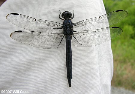 Slaty Skimmer (Libellula incesta)