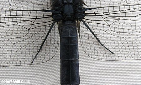 Slaty Skimmer (Libellula incesta)