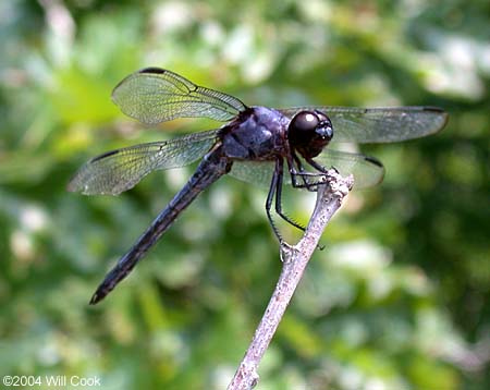 Slaty Skimmer (Libellula incesta)