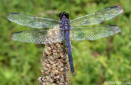 Slaty Skimmer (Libellula incesta)