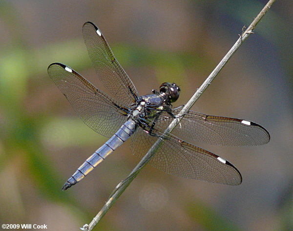 Spangled Skimmer (Libellula cyanea)