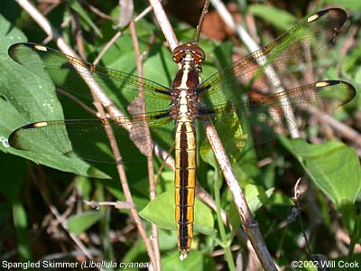 Spangled Skimmer (Libellula cyanea)