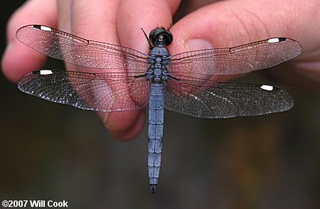 Spangled Skimmer (Libellula cyanea)