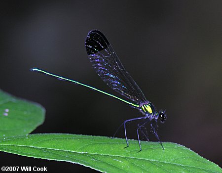 Sparkling Jewelwing (Calopteryx dimidiata)