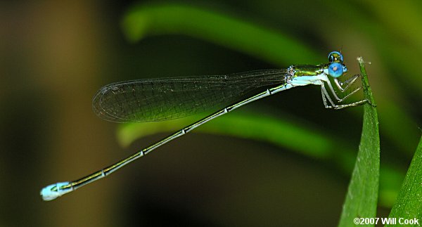 Sphagnum Sprite (Nehalennia gracilis)