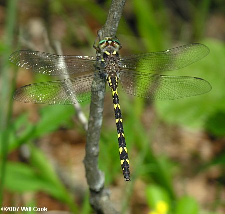 Brown Spiketail (Cordulegaster bilineata)