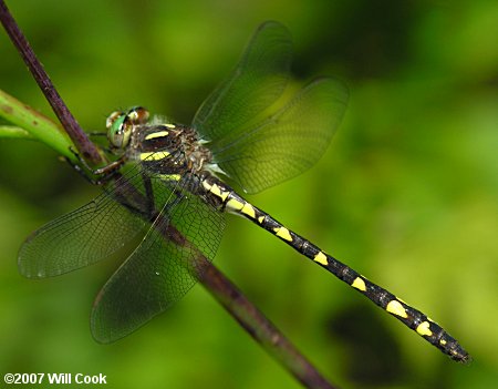 Brown Spiketail (Cordulegaster bilineata)