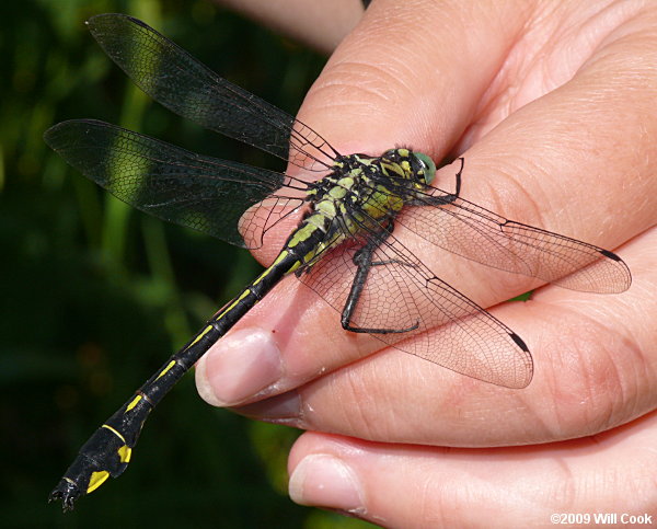 Splendid Clubtail (Gomphus lineatifrons)