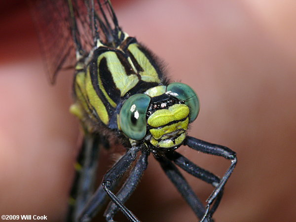 Splendid Clubtail (Gomphus lineatifrons)