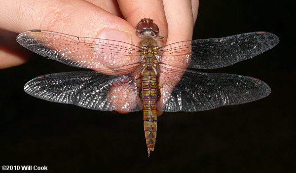 Spot-winged Glider (Pantala hymenaea)