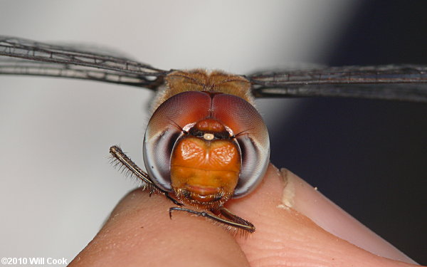 Spot-winged Glider (Pantala hymenaea)