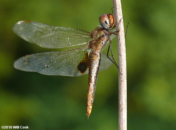 Spot-winged Glider (Pantala hymenaea)