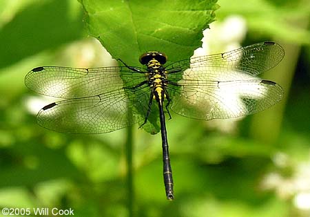 Southern Pygmy Clubtail (Lanthus vernalis)