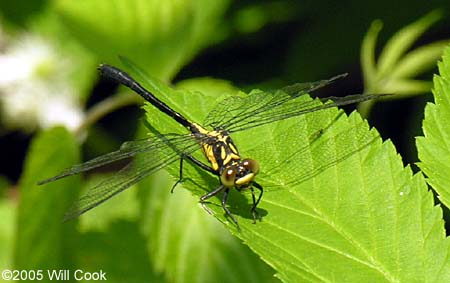 Southern Pygmy Clubtail (Lanthus vernalis)