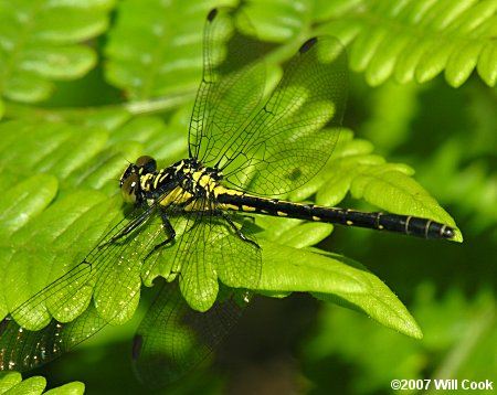 Southern Pygmy Clubtail (Lanthus vernalis)