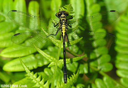 Southern Pygmy Clubtail (Lanthus vernalis)