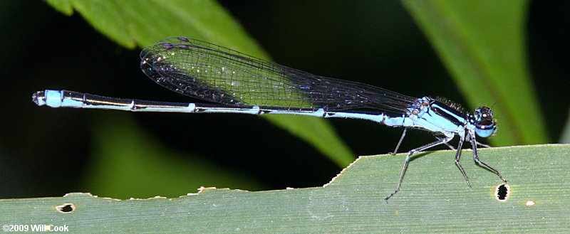 Stream Bluet (Enallagma exsulans)