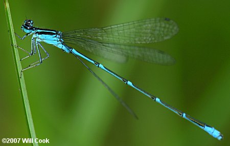 Stream Bluet (Enallagma exsulans)