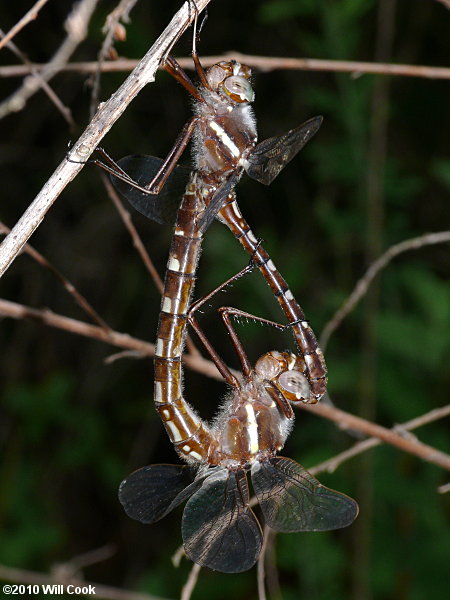 Stream Cruiser (Didymops transversa)