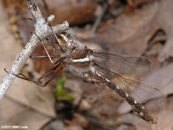 Stream Cruiser (Didymops transversa)