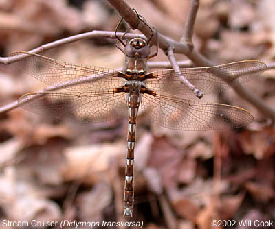 Stream Cruiser (Didymops transversa)