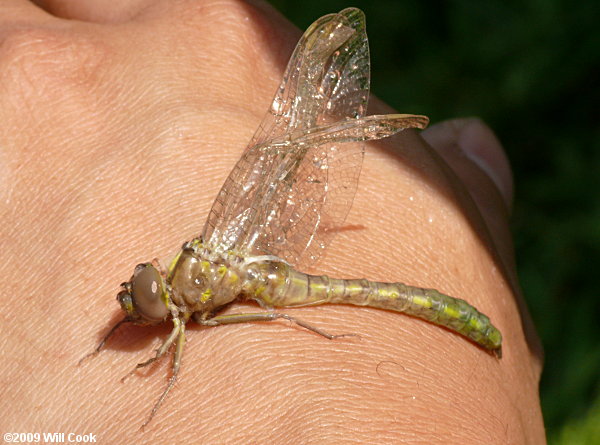 Stygian Shadowdragon (Neurocordulia yamaskanensis)