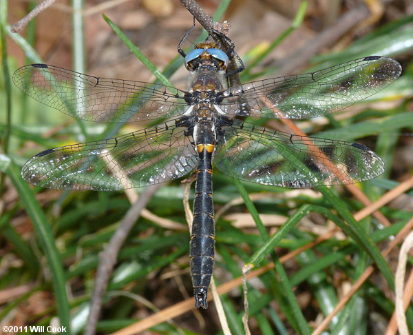 Selys's Sundragon (Helocordulia selysii)