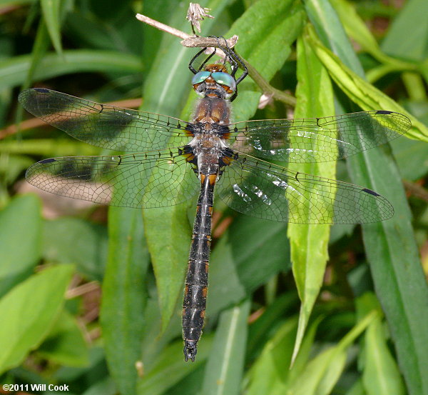 Uhler's Sundragon (Helocordulia uhleri)